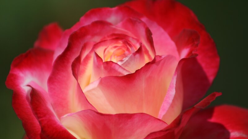 close-up of a red rose
