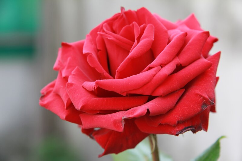 Close-up of a red rose
