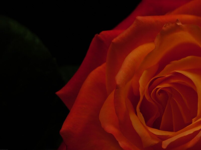 Close-up of a red rose