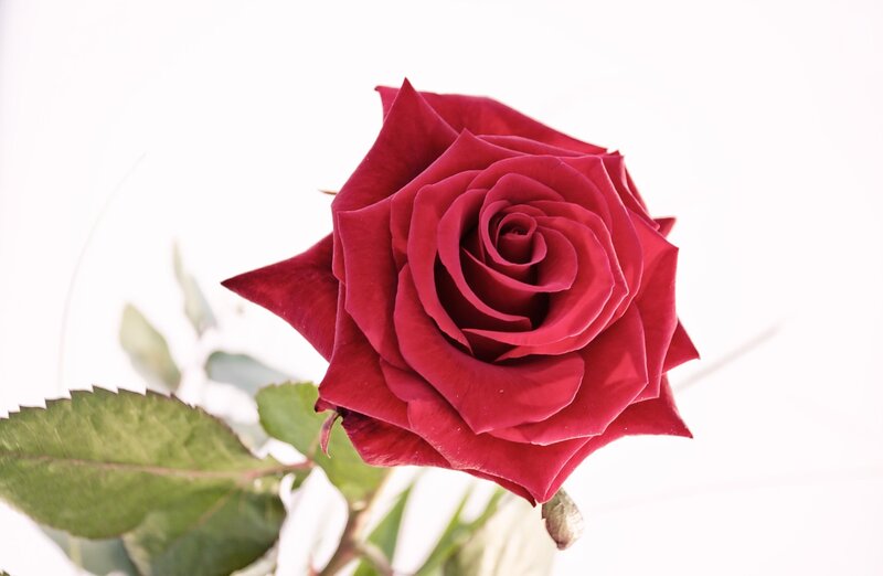 Close-up of a red rose