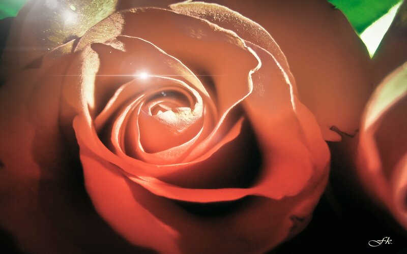 Close-up of a red rose