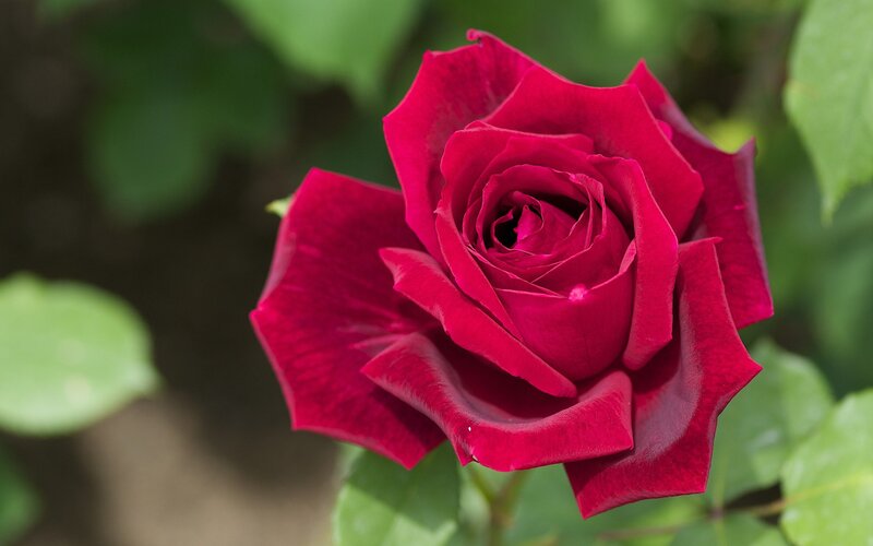 Close-up of a red rose
