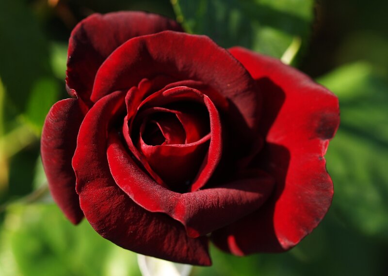 Close-up of a red rose