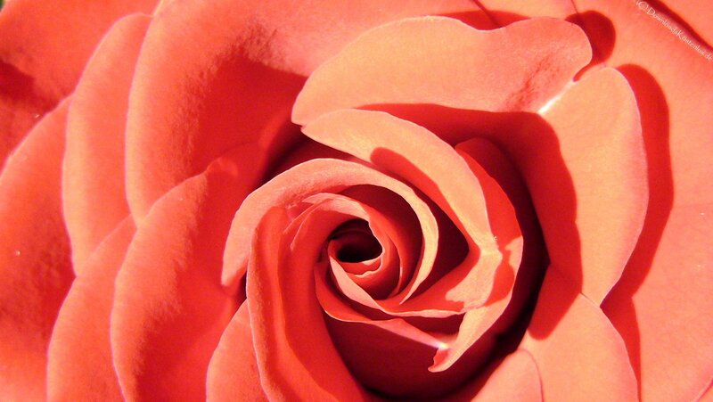 close-up of a red rose