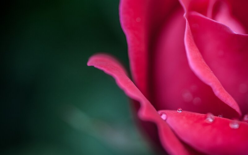 close-up of a red rose