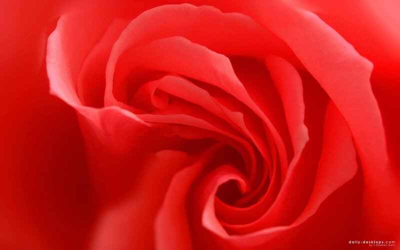 Close-up of a red rose