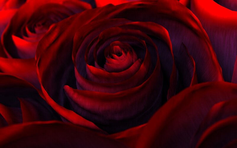 Close-up of a red rose