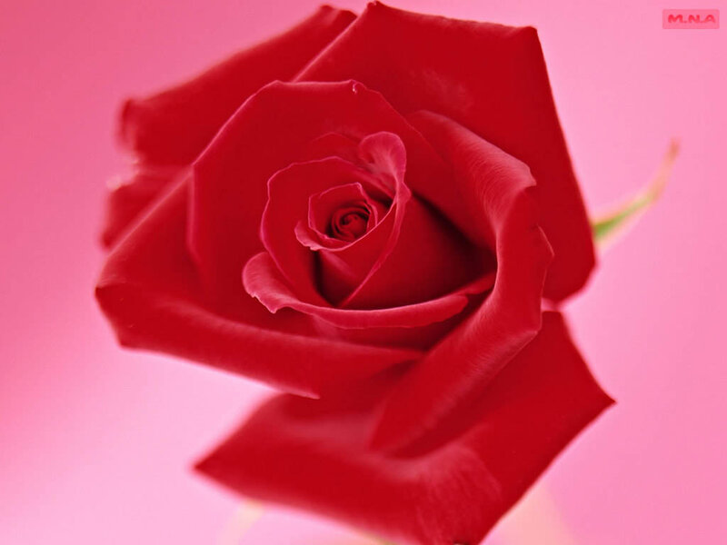 Close-up of a red rose