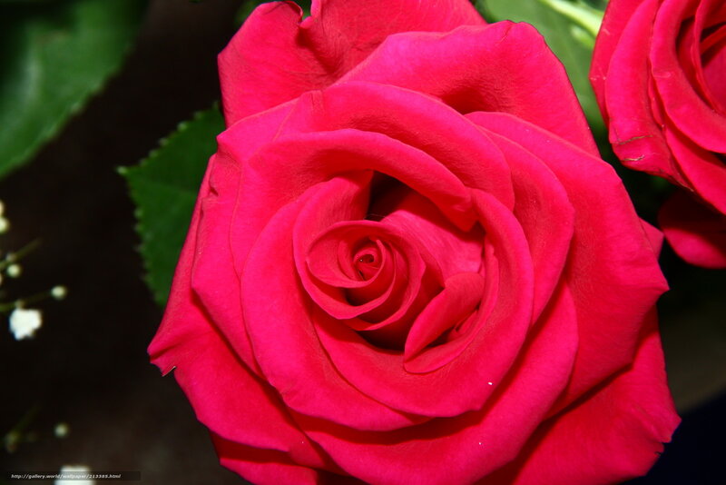 Close-up of a red rose