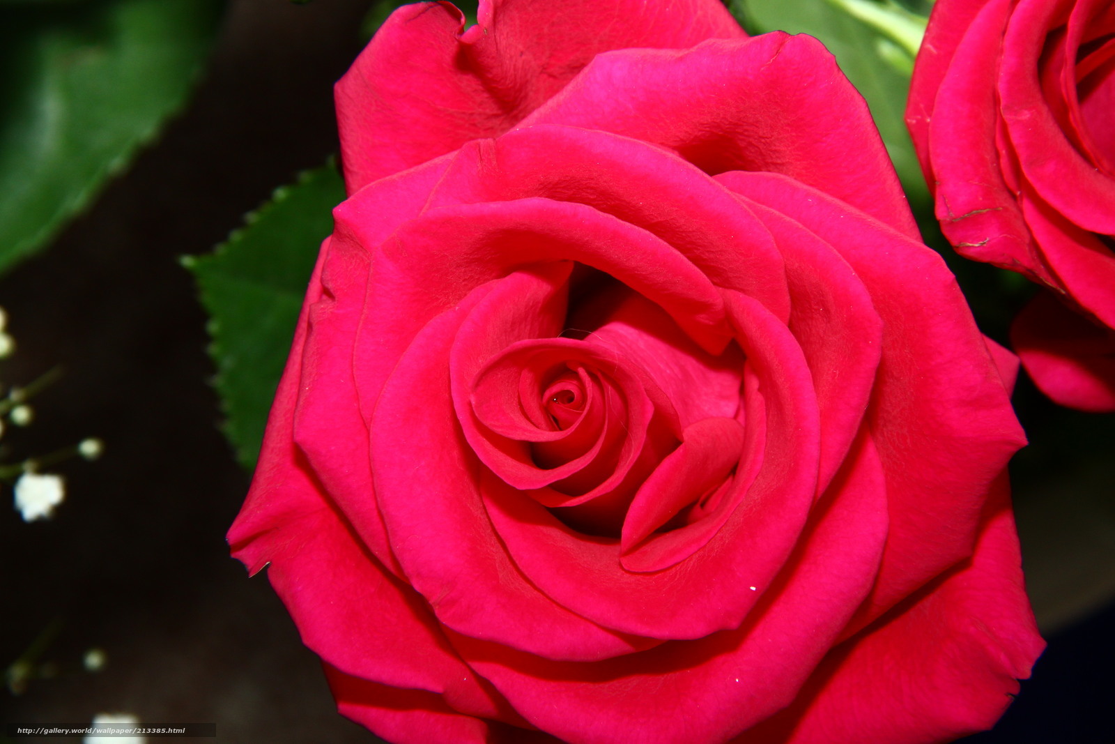 Close-up of a red rose