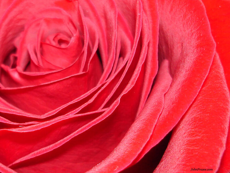 close-up of a red rose
