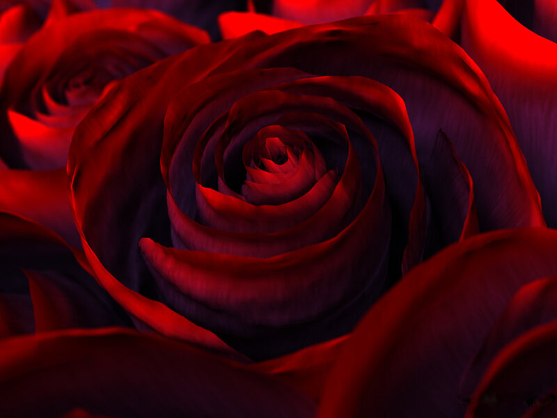 Close-up of a red rose