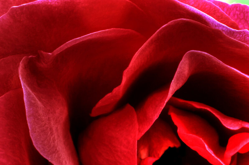 Close-up of a red rose