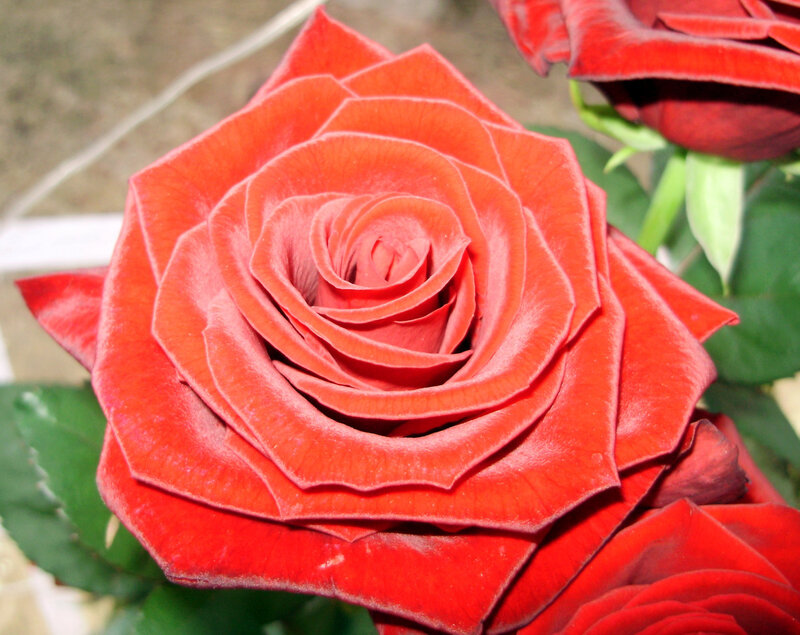 Close-up of a red rose