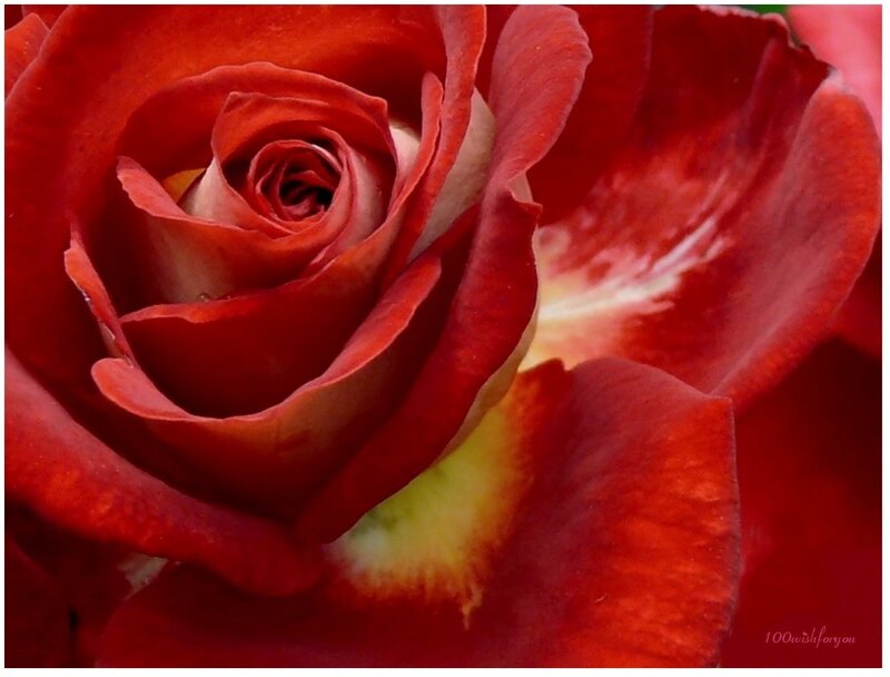 Close-up of a red rose