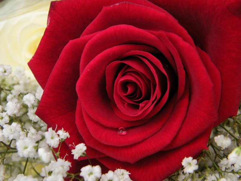 Close-up of a red rose