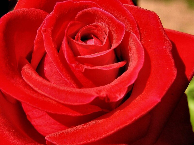 Close-up of a red rose