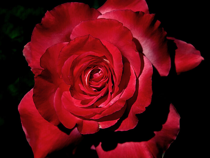 Close-up of a red rose