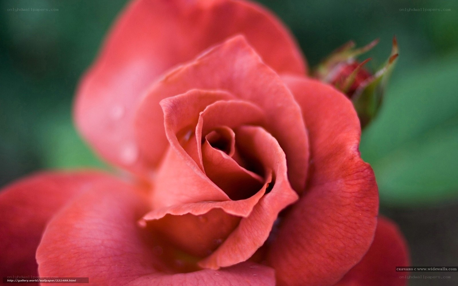 Close-up of a red rose