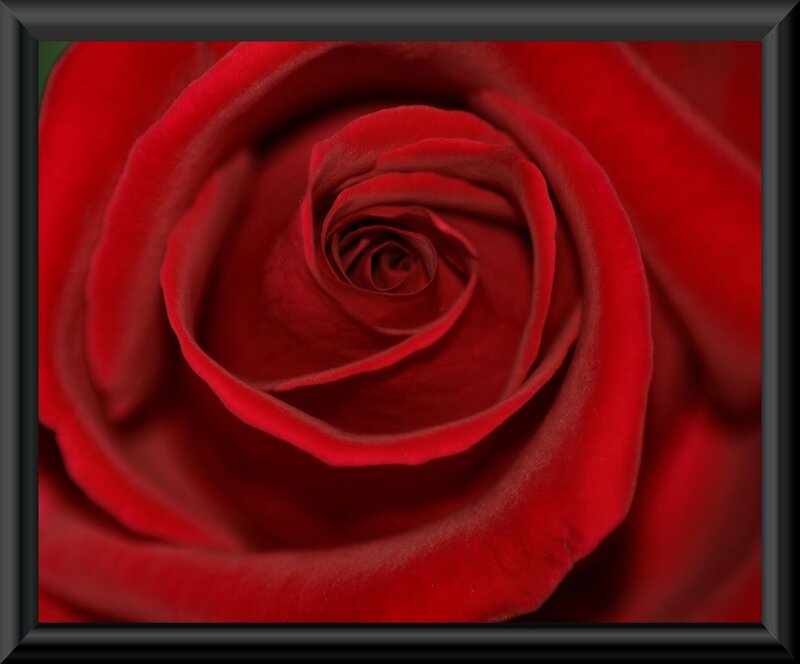 close-up of a red rose