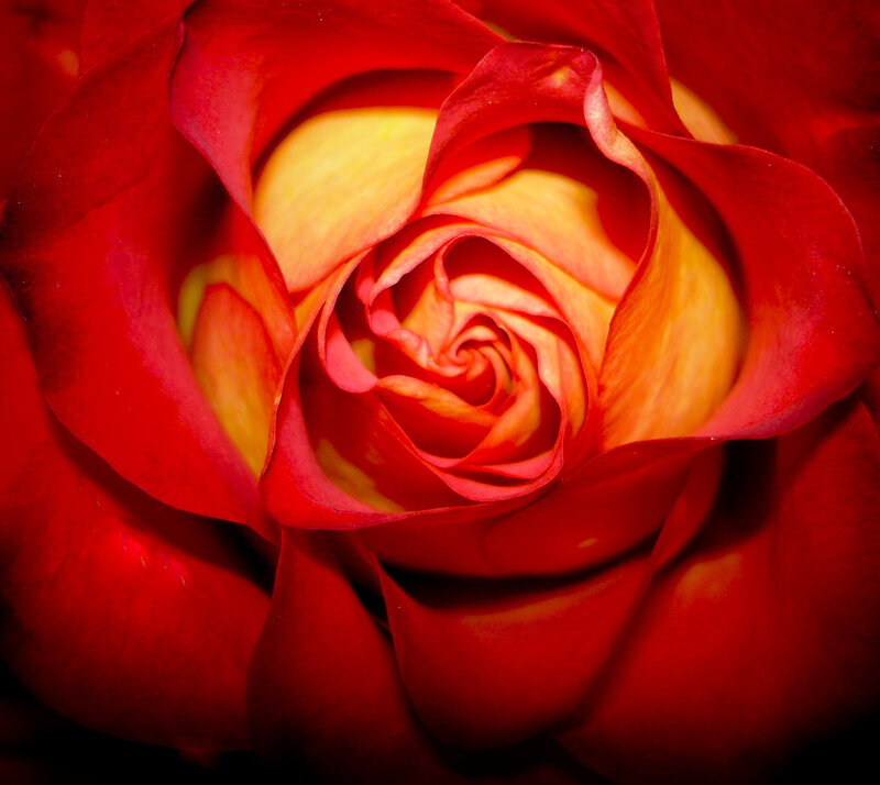 close-up of a red rose
