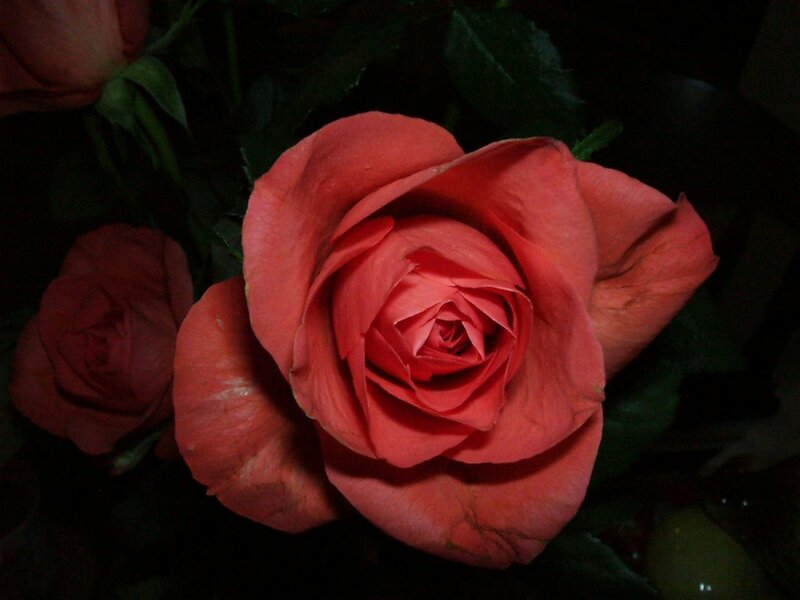 Close-up of a red rose