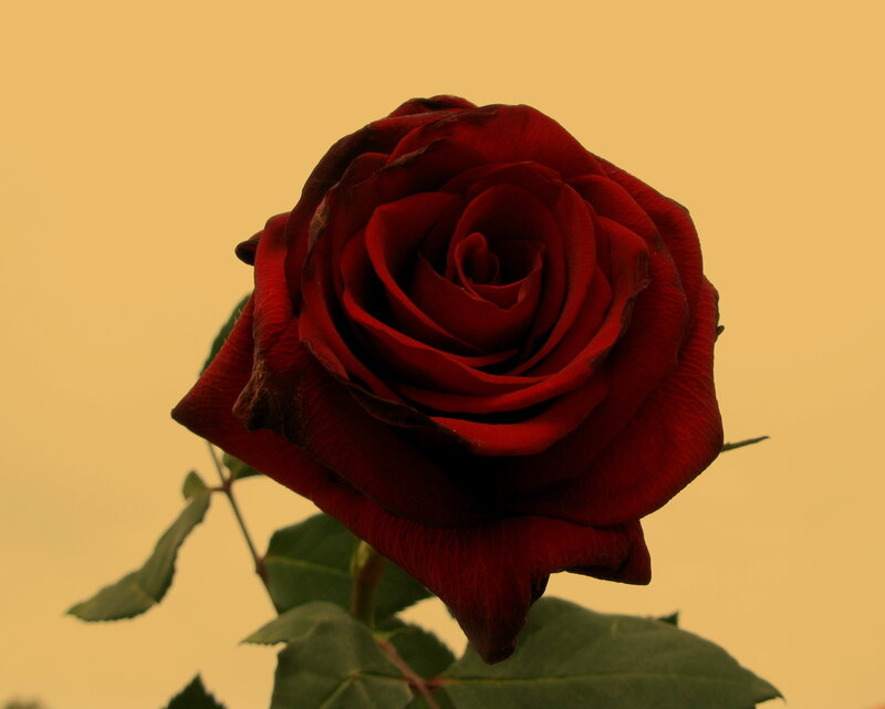 close-up of a red rose