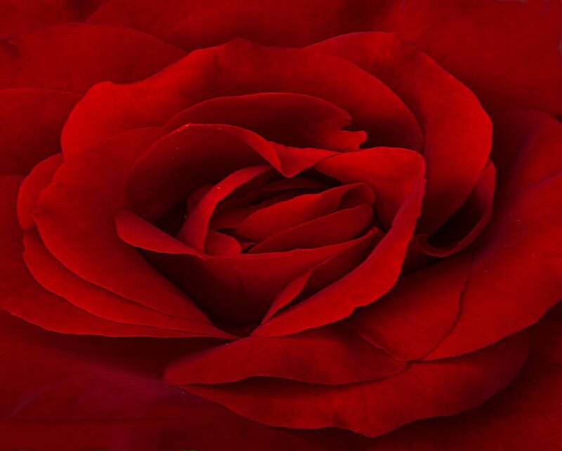 close-up of a red rose