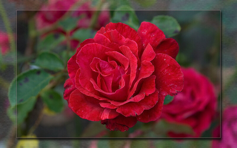 Close-up of a red rose