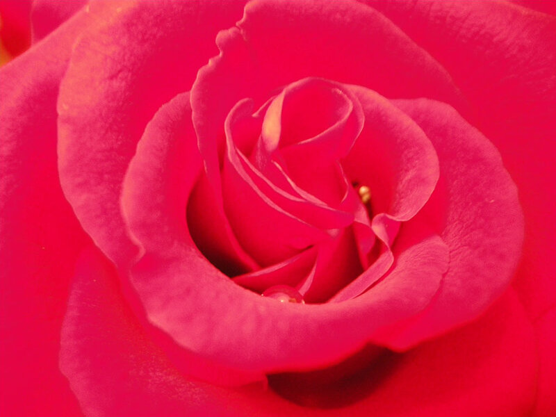 close-up of a red rose