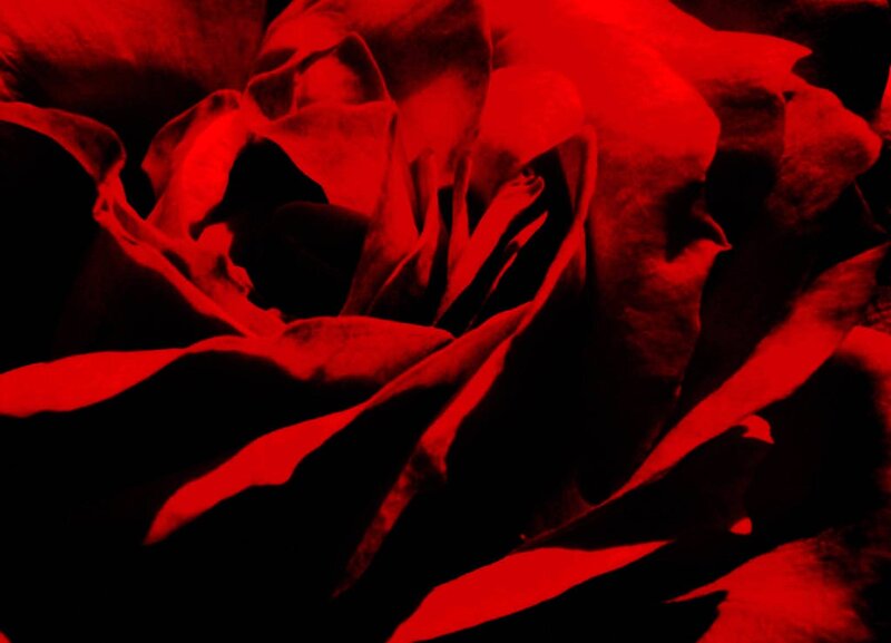 close-up of a red rose