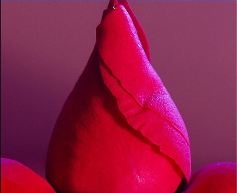 close-up of a red rose bud