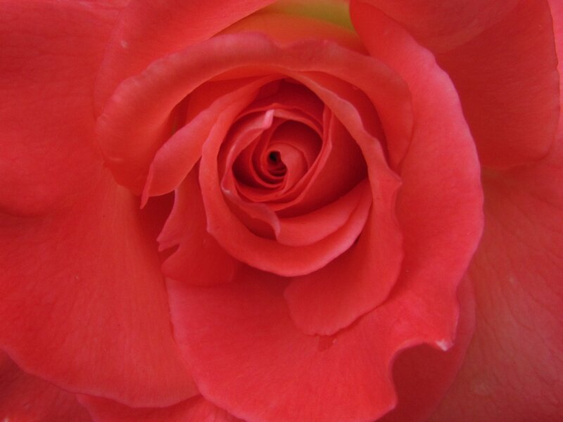 Close-up of a Red Rose — Calm, Photograph, Petals
