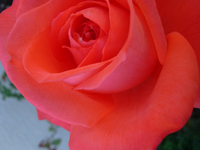 Close-up of a Red Rose — Calm