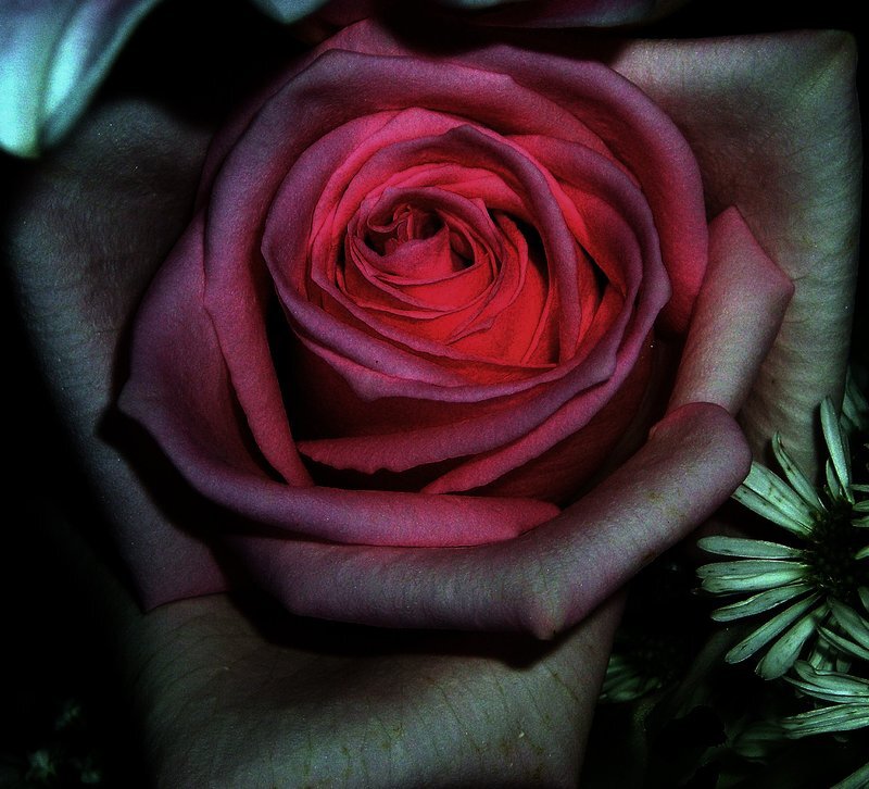 Close-up of a Red Rose — Dramatic, Photograph, Green Flower