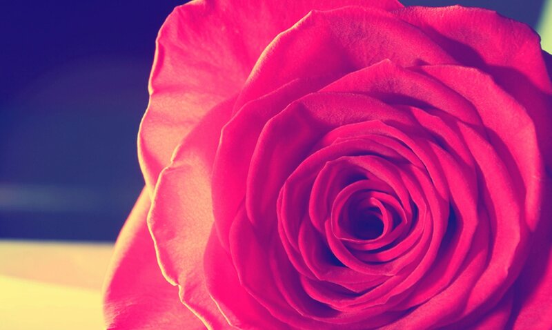 Close-up of a Red Rose — Dramatic, Photograph, Petals, Background