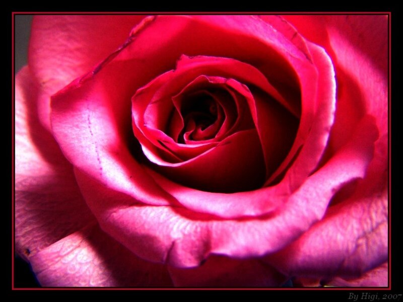 Close-up of a Red Rose — Dramatic, Photograph, Petals, Center