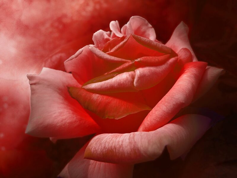 Close-up of a Red Rose — Dramatic, Photograph, Petals, Light