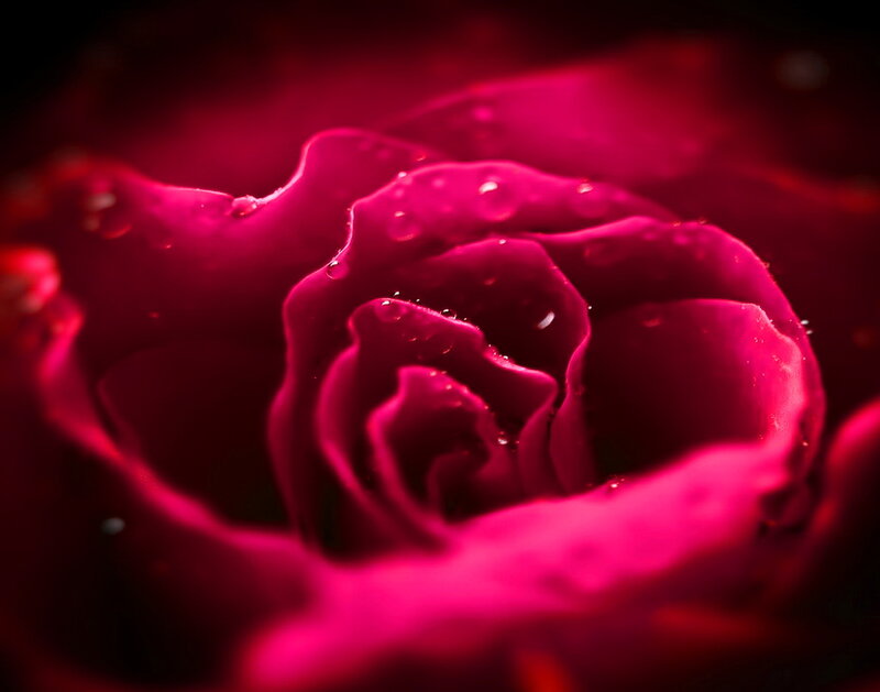 Close-up of a Red Rose — Dramatic, Photograph, Petals