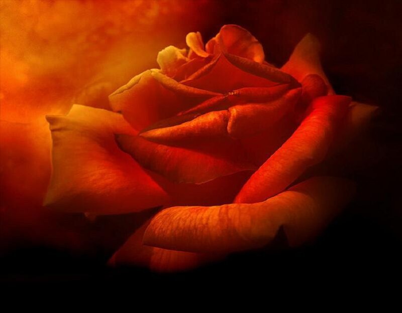 Close-up of a Red Rose — Dramatic, Photograph