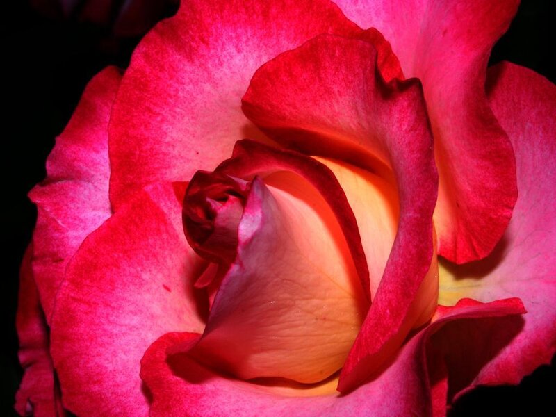 Close-up of a Red Rose — Dramatic