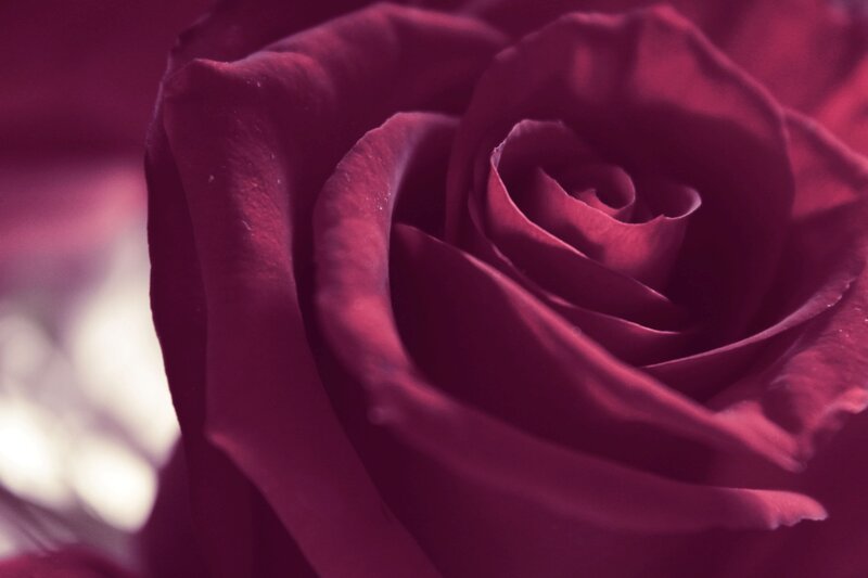 Close-up of a Red Rose — Intimate