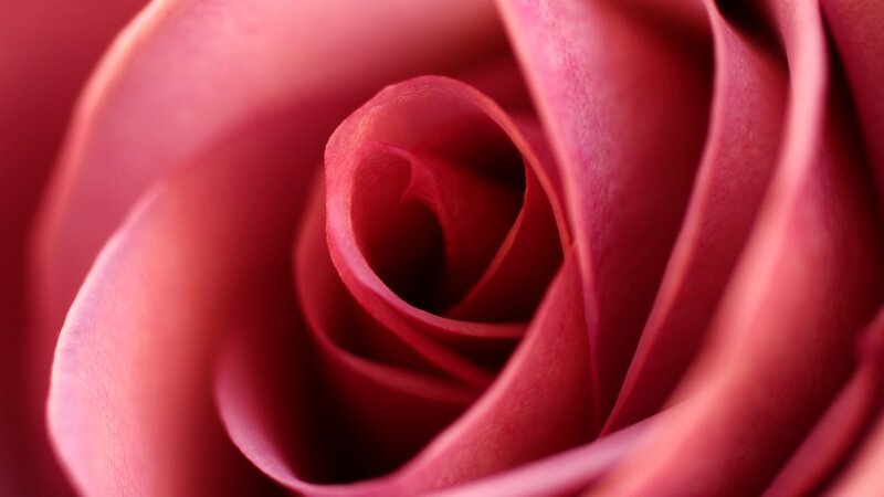 Close-up of a Red Rose — Serene