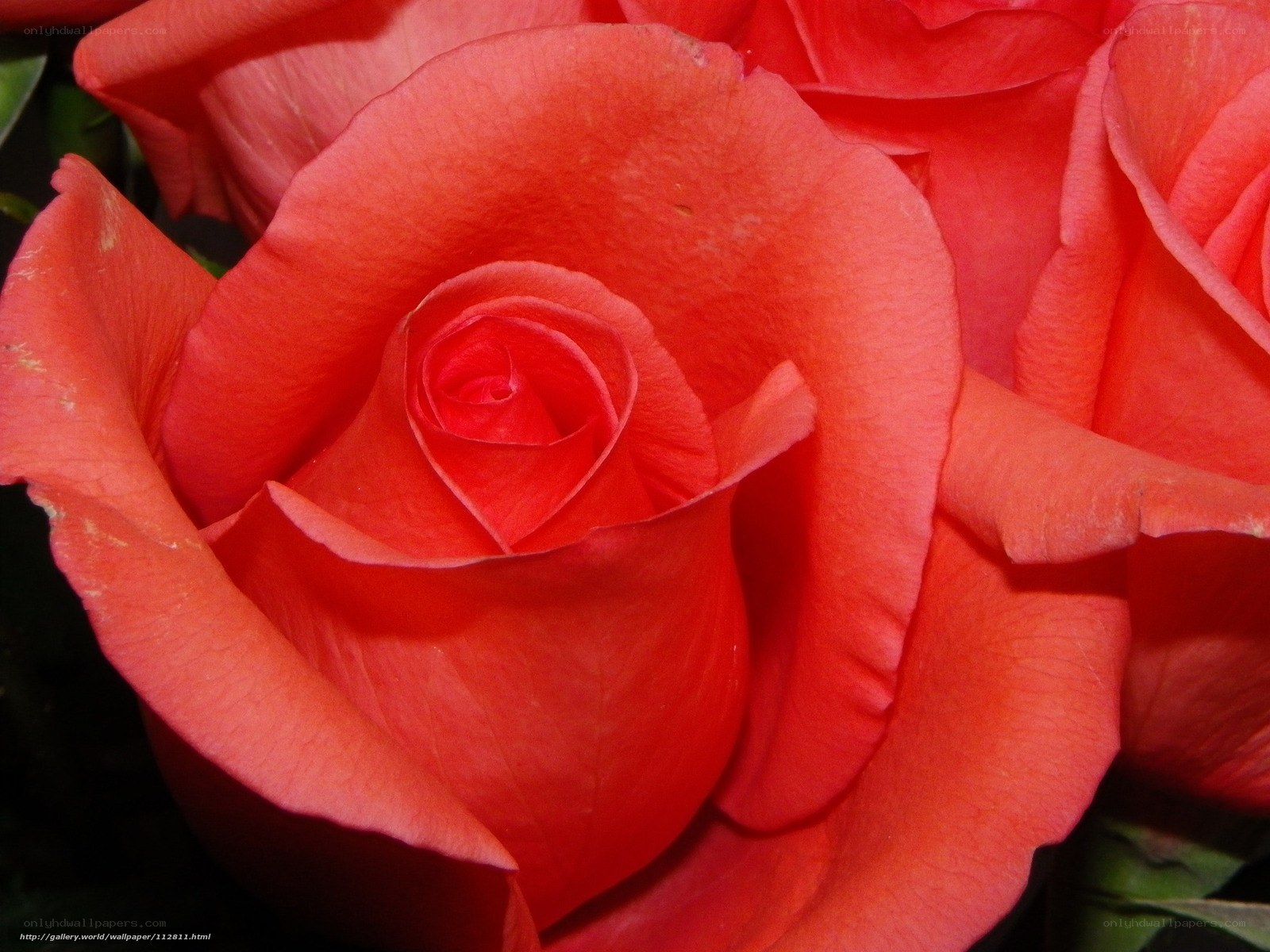 Close-up of a red rose