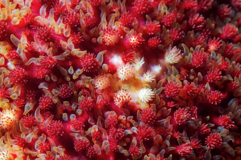 Close-up of a red sea anemone