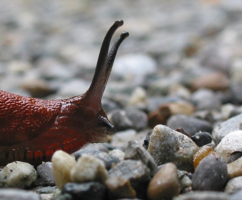 close-up of a red slug
