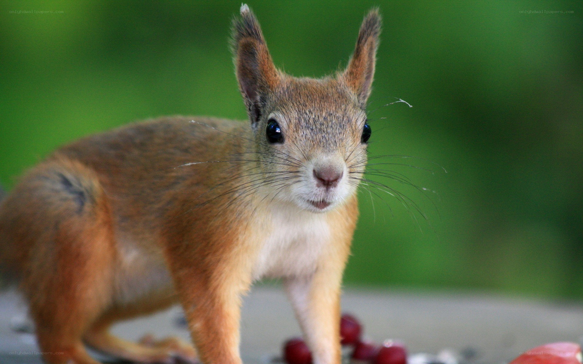 Close-up of a red squirrel