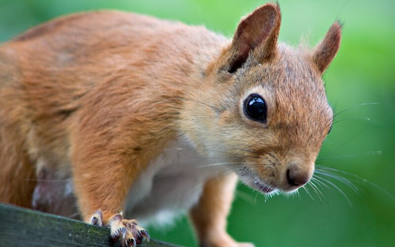 close-up of a red squirrel