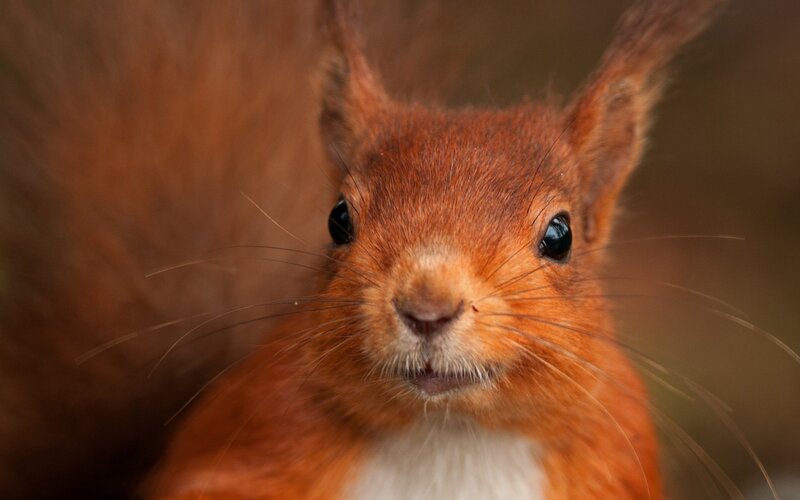 Close-up of a red squirrel
