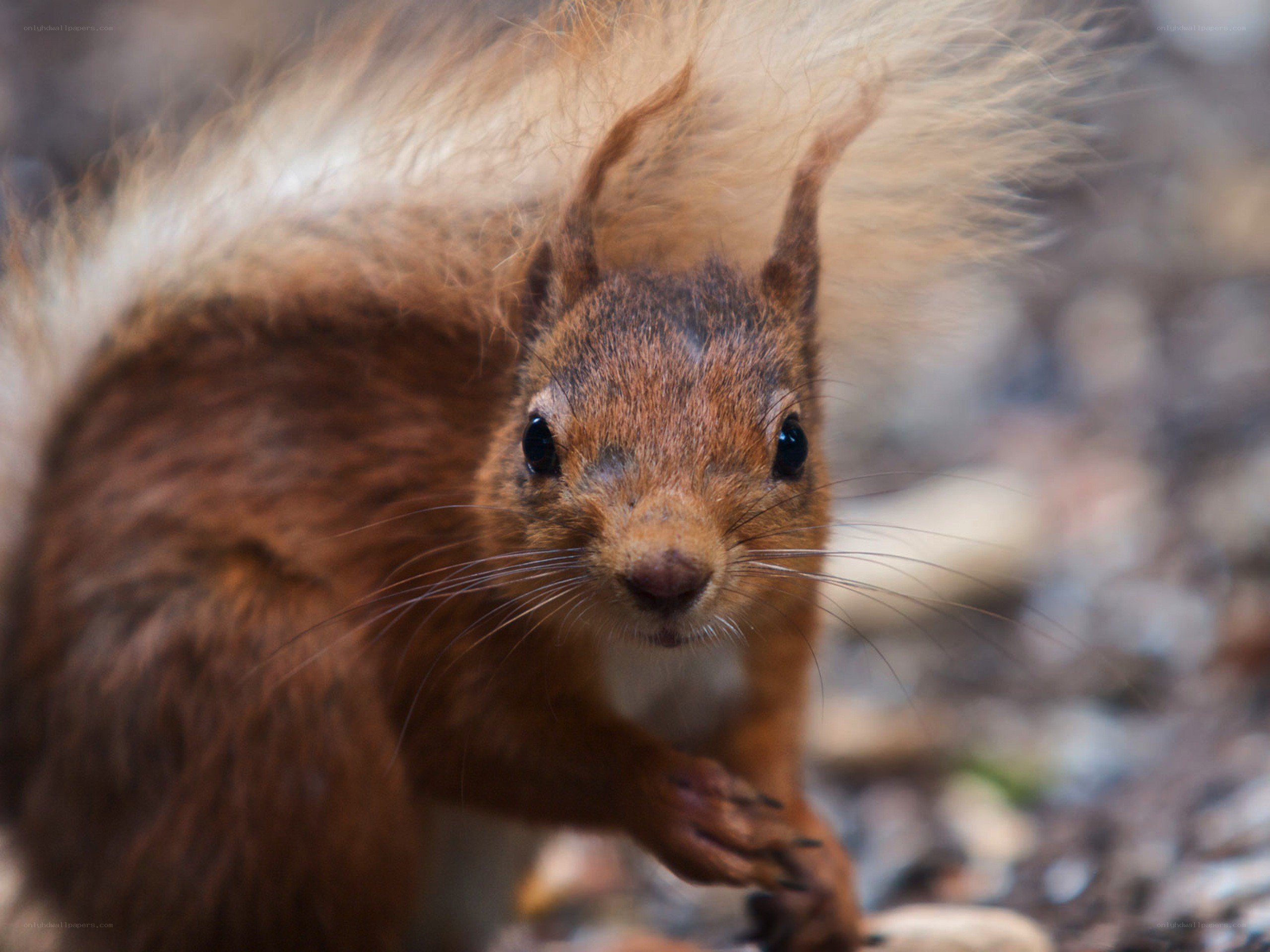 Close-up of a red squirrel